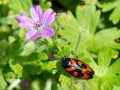 Cercopis_vulnerata_var_typica.jpg
