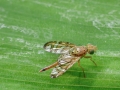 Filename=Chaetorellia_jaceae.jpg
Filesize=147KiB
Dimensions=640x480
Date added=Jun 26, 2017 Chaetorellia_jaceae.jpg