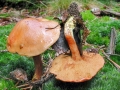 Chalciporus piperatus