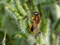 Filename=Cheilosia_albipila.jpg
Filesize=161KiB
Dimensions=640x480
Date added=May 04, 2022 Cheilosia_albipila.jpg