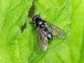 Cheilosia variabilis