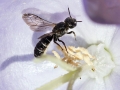 Filename=Chelostoma_rapunculi_Weibchen.jpg
Filesize=162KiB
Dimensions=640x480
Date added=Jun 28, 2021 Chelostoma_rapunculi_Weibchen.jpg