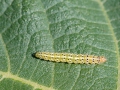 Choreutis_nemorana_Raupe.jpg