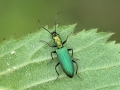 Chrysanthia viridissima