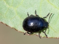 Chrysolina haemoptera