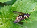 Chrysotoxum lessonae