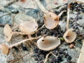 Ciboria_amentacea.jpg