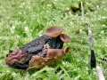 Ciboria batschiana