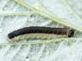 Cladius brullei