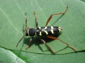 Clytus_arietis.jpg