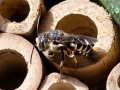 Coelioxys aurolimbata