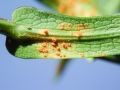 Coleosporium montanum