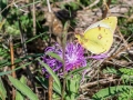 Colias_hyale_alfacariensis_Weibchen.jpg