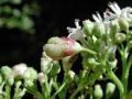 Contarinia valerianae