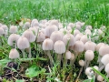 Coprinellus_disseminatus.jpg