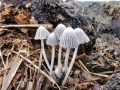 Coprinopsis_cothurnata.jpg