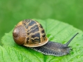 Cornu_aspersum.jpg