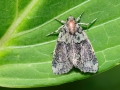Cryphia_algae.jpg