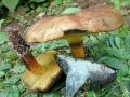 Cyanoboletus pulverulentus