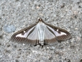 Cydalima perspectalis
