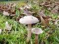 Cystoderma_carcharias.jpg