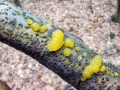 Dacrymyces_stillatus.jpg