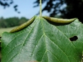 Dasineura tiliae