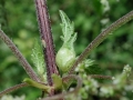 Dasineura urticae