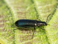 Dasytes caeruleus