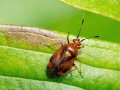 Deraeocoris_ruber_Weibchen.jpg