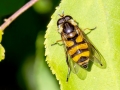 Didea fasciata