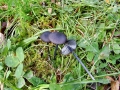 Entoloma chalybeum
