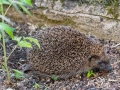Erinaceus_europaeus.jpg