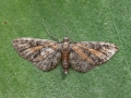 Eupithecia icterata