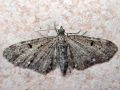 Eupithecia_virgaureata.jpg