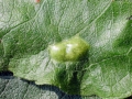 Euura_bridgmanii.jpg