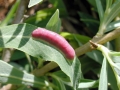 Euura_virilis.jpg
