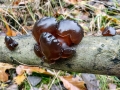 Exidia recisa