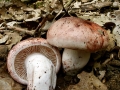 Geflecktblättriger Purpur-Schneckling
