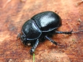 Geotrupes_vernalis.jpg