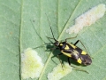 Grypocoris sexguttatus