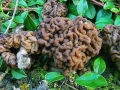Gyromitra_esculenta.jpg