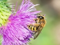 Halictus_scabiosae_Weibchen.jpg