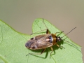 Harpocera thoracica