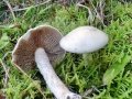 Hebeloma_crustuliniforme.jpg