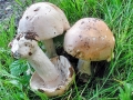 Hebeloma_sinapizans.jpg