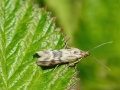 Homoeosoma_sinuella.jpg