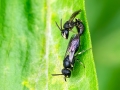 Hylaeus_communis_Paarung.jpg