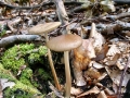 Hymenopellis_radicata.jpg