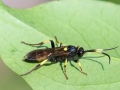 Ichneumon_stramentor.jpg
